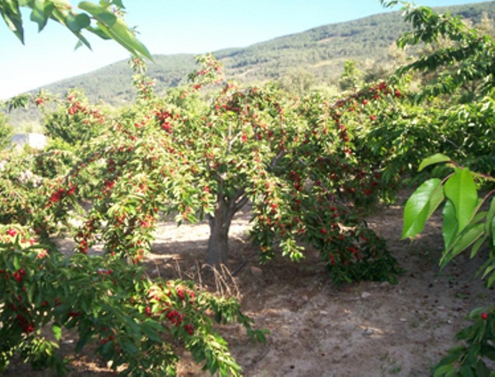 Las Calabazas Barrado Room photo